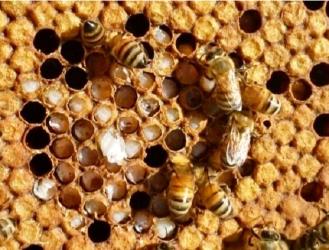Honeybee Brood Cells