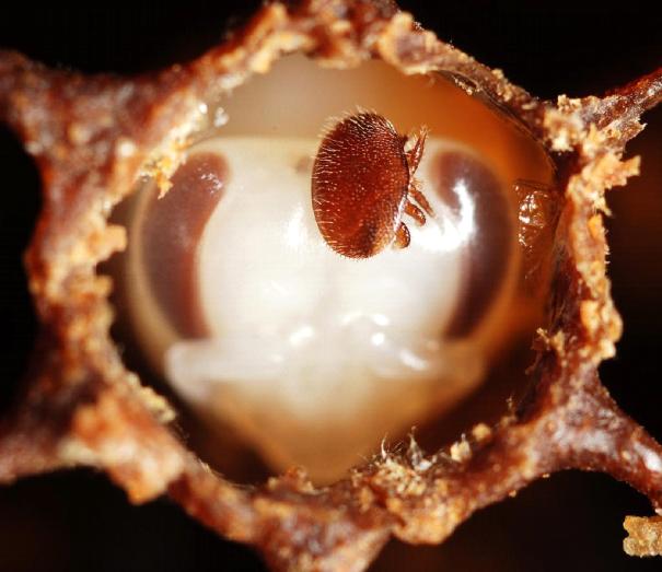 Varroa Mite Close Up