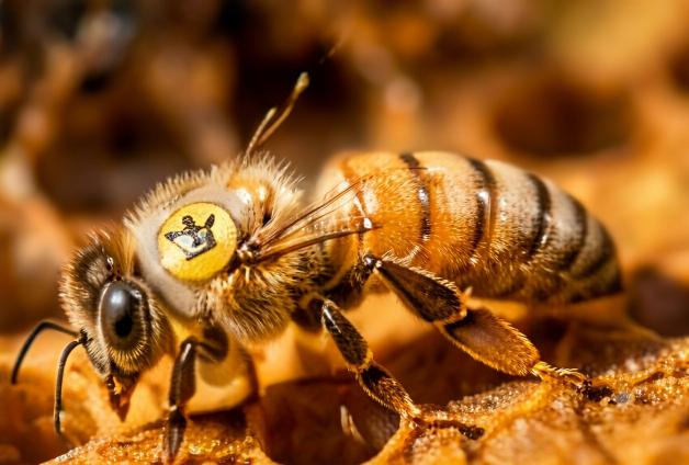 vsh-honeybees
